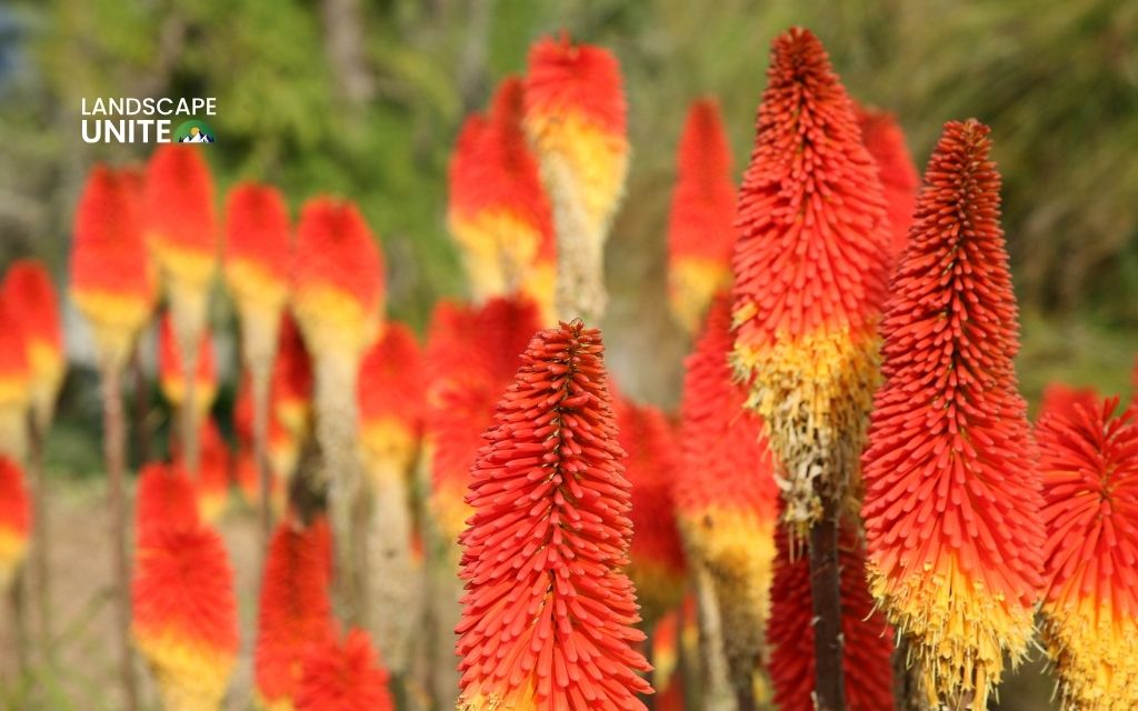 red flowered plants : 
Red Hot Poker (Kniphofia uvaria)