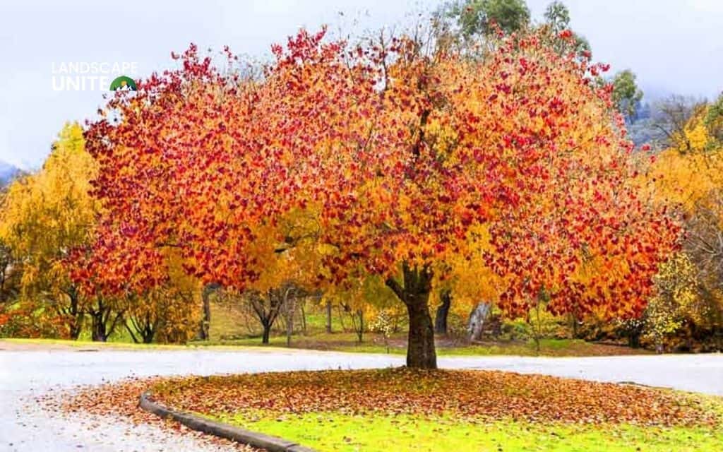 Redbud Tree (Cercis canadensis 'Forest Pansy')