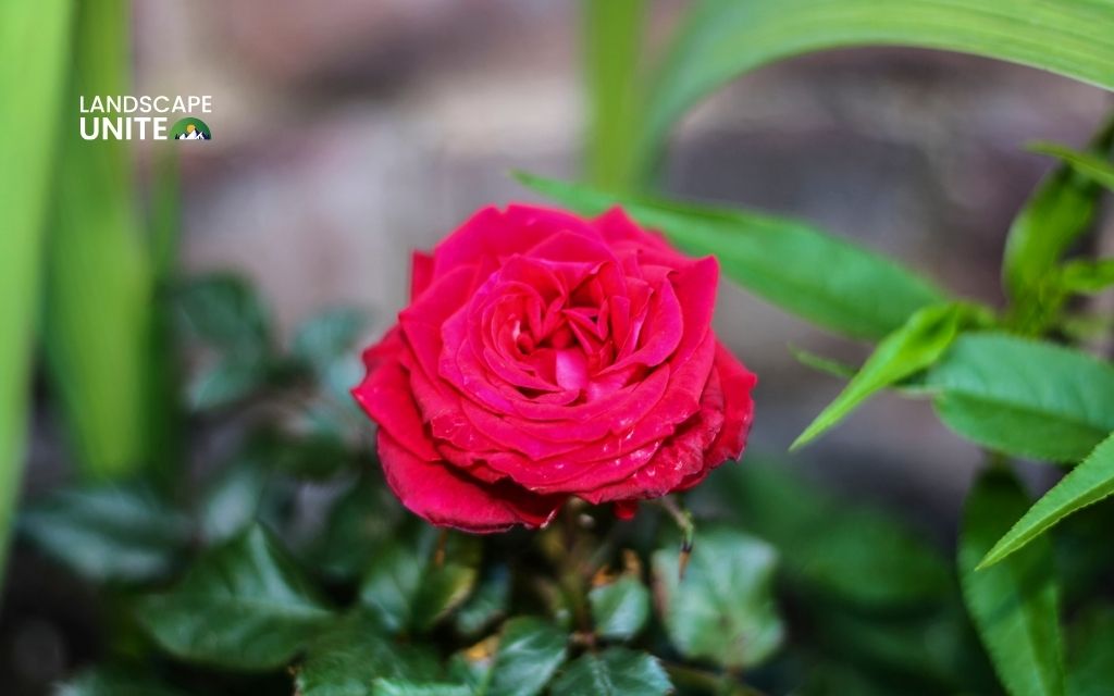 red plants: Rose (Rosa)