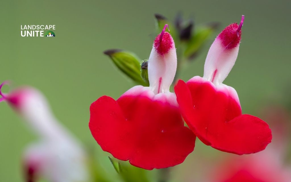 red flower garden: Salvia 'Hot Lips'