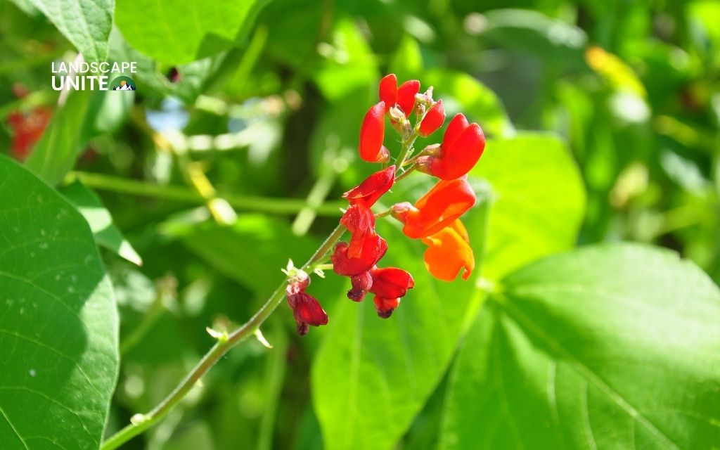 Scarlet Runner Bean (Phaseolus coccineus)