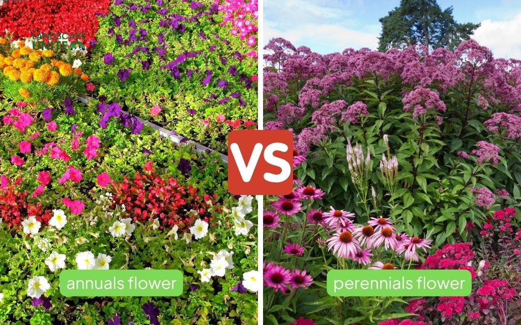 How do you make a flower garden: Beginner's Guide for Stunning garden 2 Selecting the right flowers for your garden: Annuals vs. perennials