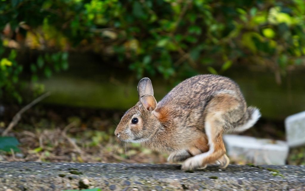 Signs rabbits are in your garden