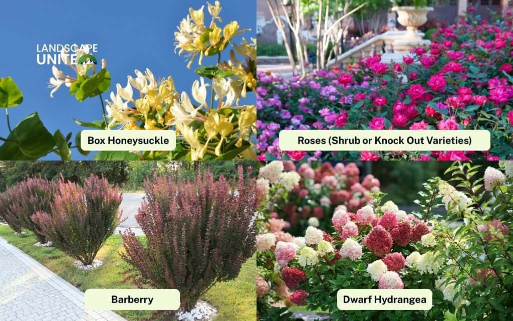 25 best plants for front of house that boost curb appeal 4 Small bushes and compact plants for entryways