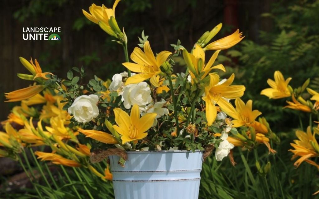 Landscaping with daylilies: Small gardens & containers