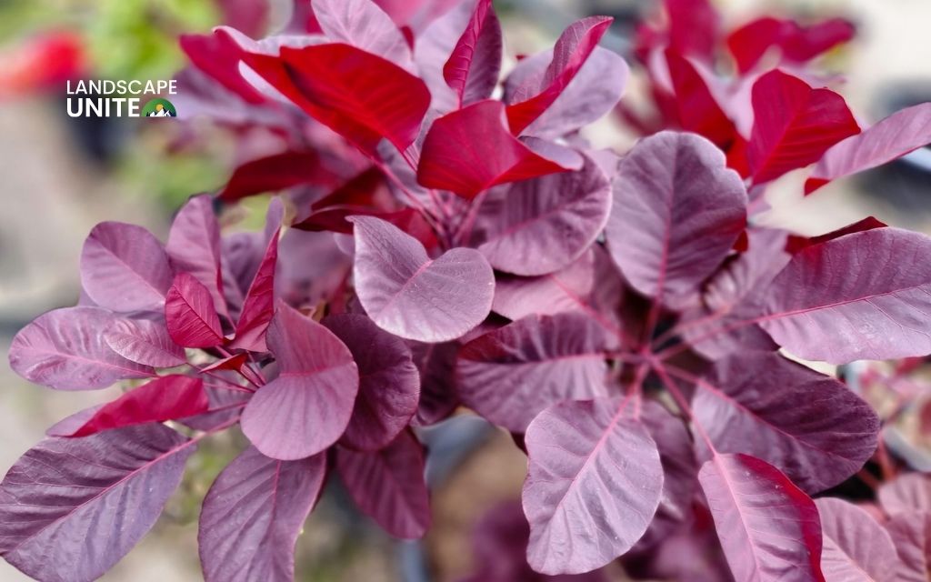 Smoke Bush (Cotinus coggygria 'Royal Purple')