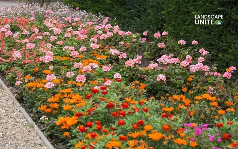 Stunning geranium flower beds: design & care guide