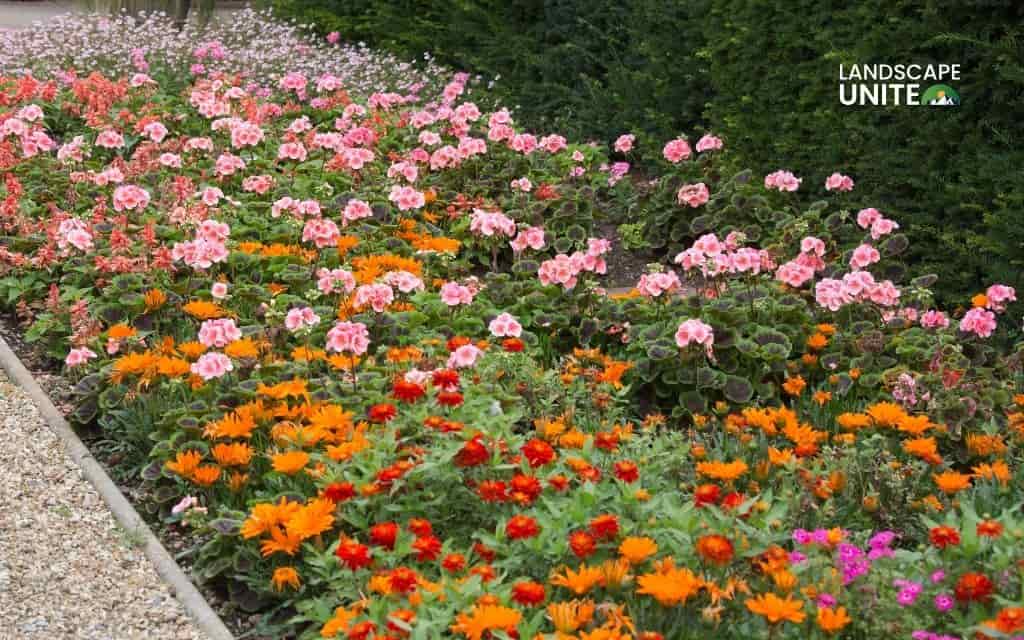 Stunning geranium flower beds: design & care guide