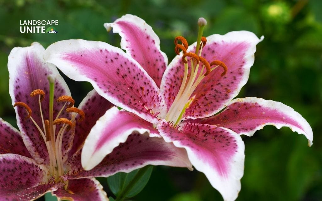 Stunning lily garden ideas for your landscape