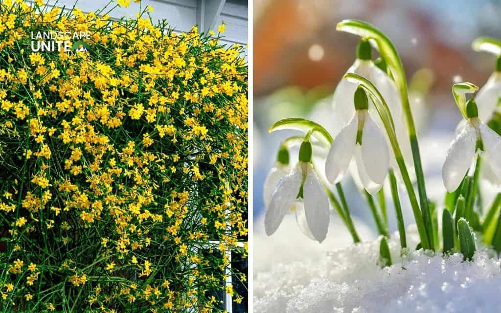 The complete guide for creating, planting and caring winter flower beds