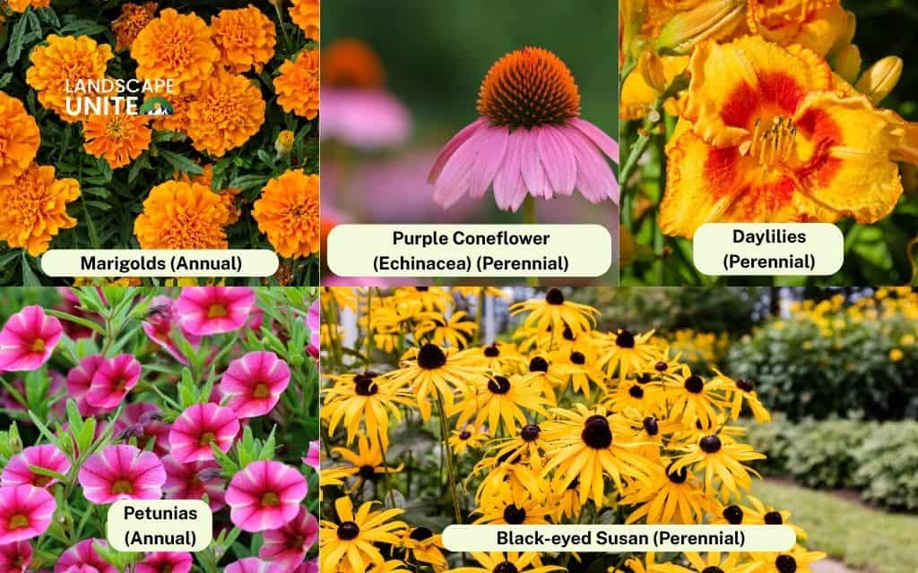 Top 10 foolproof flowers for beginners - part 1