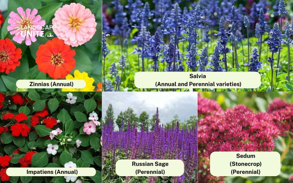 Top 10 foolproof flowers for beginners - part 2