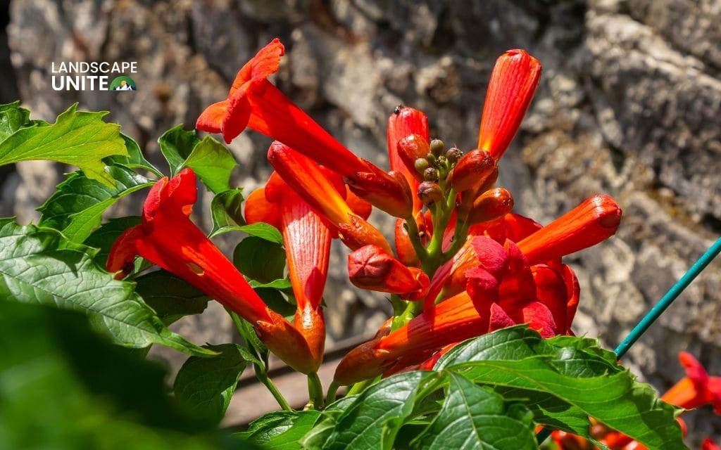 Trumpet Creeper (Campsis radicans)