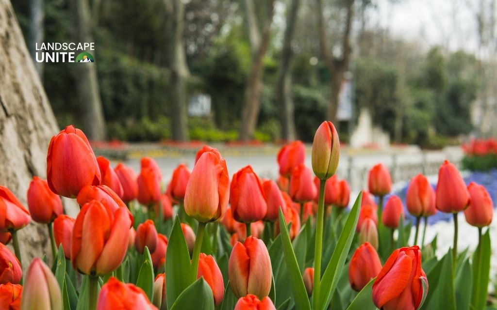 red plants: Tulip 'Red Emperor'