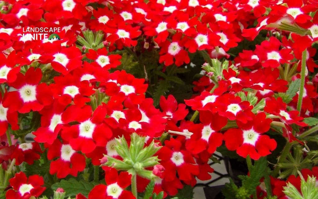 red plants: Verbena