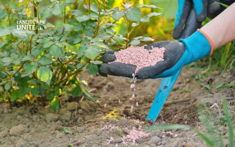 When and how to fertilize flower beds for long-lasting blooms