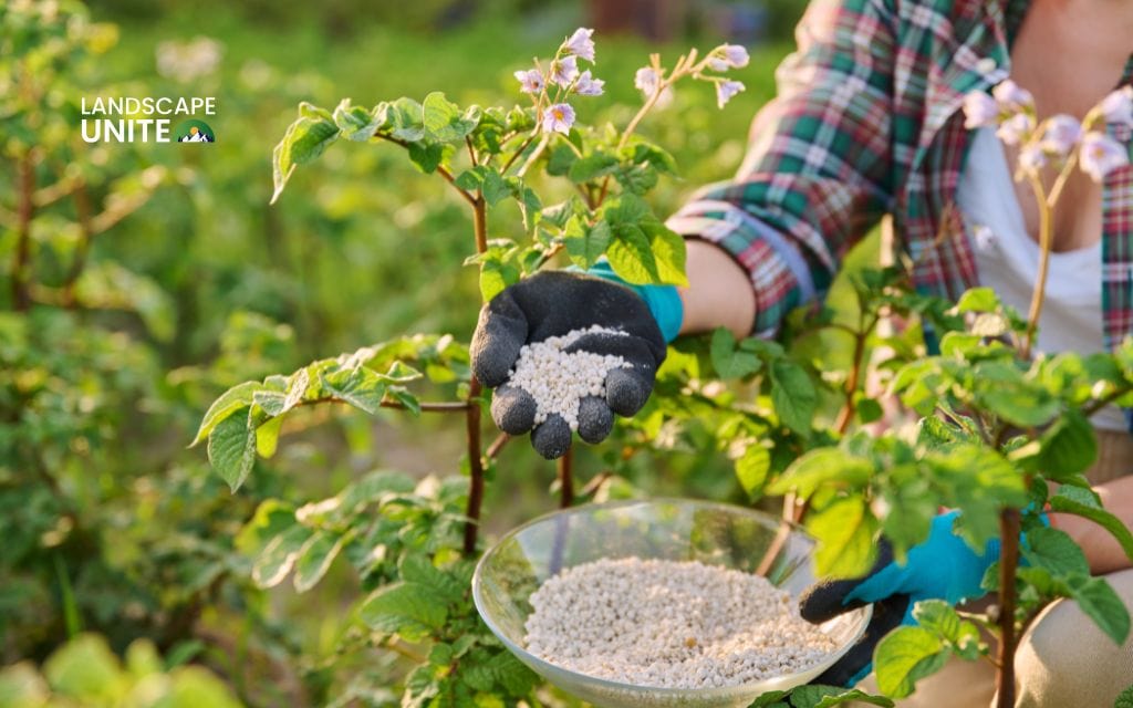 When to fertilize flower beds