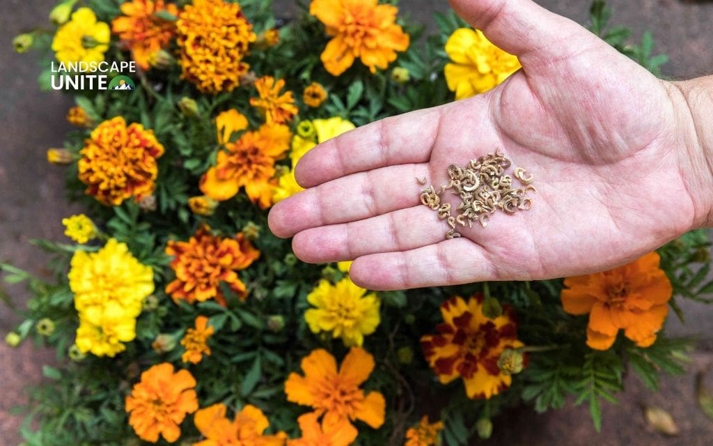 Why grow marigolds?