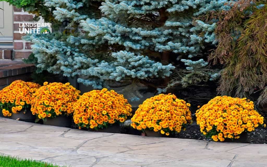 Year-round mum flower bed maintenance
