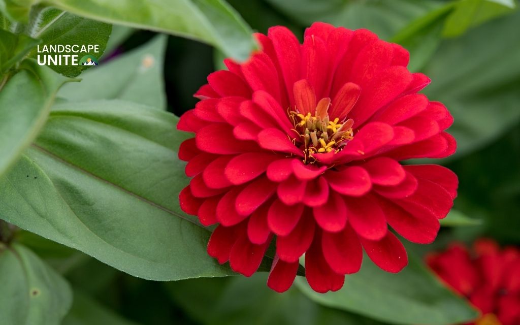 red plants: Zinnia