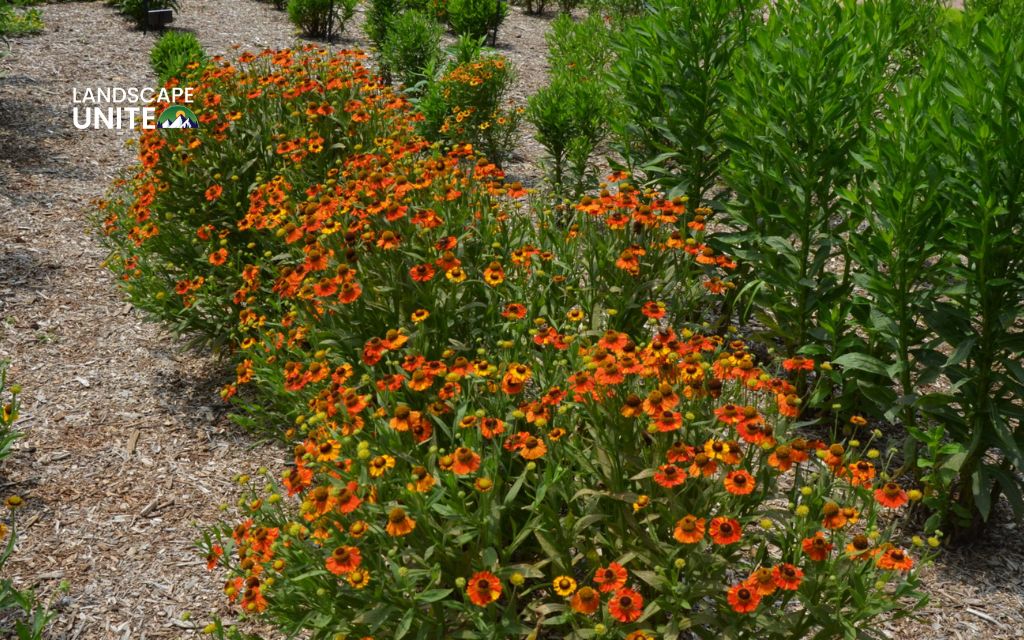 1. Sneezeweed (Helenium 'Mardi Gras') - Best plants for summer flower beds
