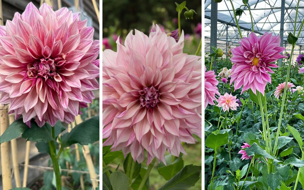 10. dahlia (Dahlia 'Café au Lait' or any variety) - Best plants for summer flower beds