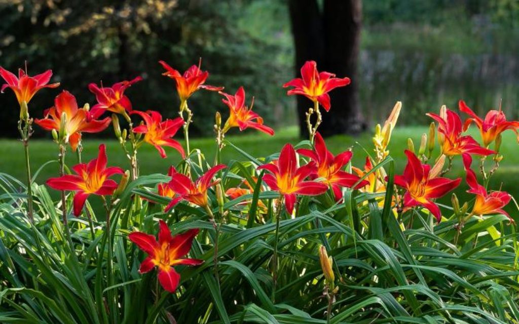 11. daylily (Hemerocallis spp.) - Best plants for summer flower beds