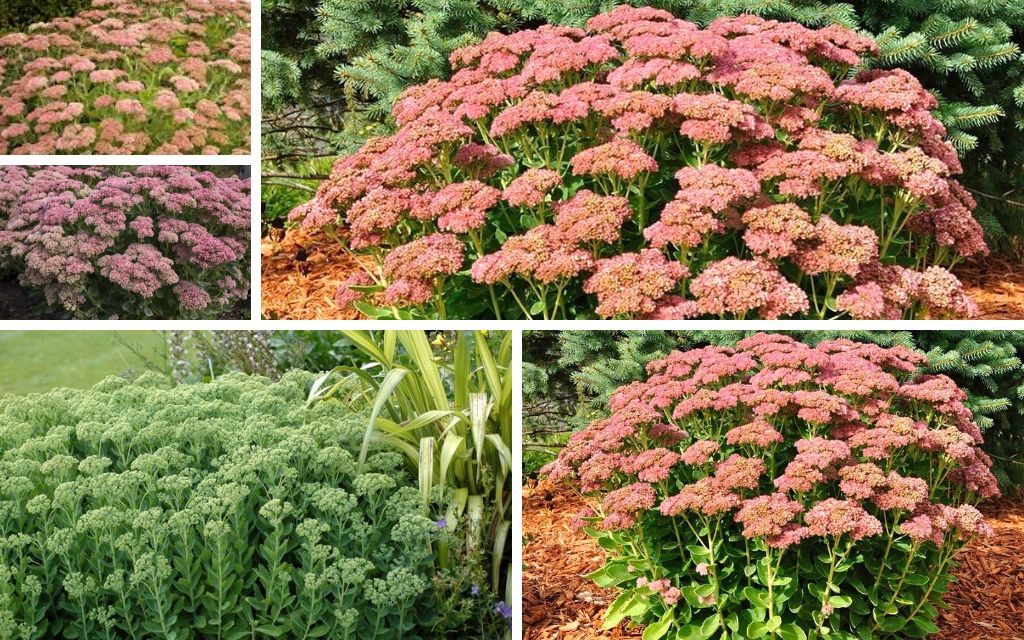 12. sedum (Sedum spectabile 'Autumn Joy') - Best plants for summer flower beds