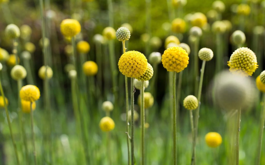 13. billy buttons (Craspedia globosa) - Best plants for summer flower beds