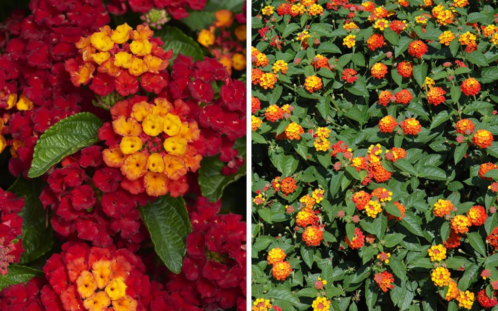 14. Russian sage (Perovskia atriplicifolia) - Best plants for summer flower beds