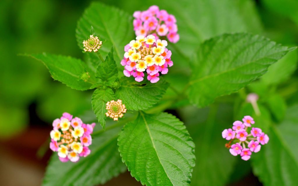 15. lantana (Lantana camara) - Best plants for summer flower beds