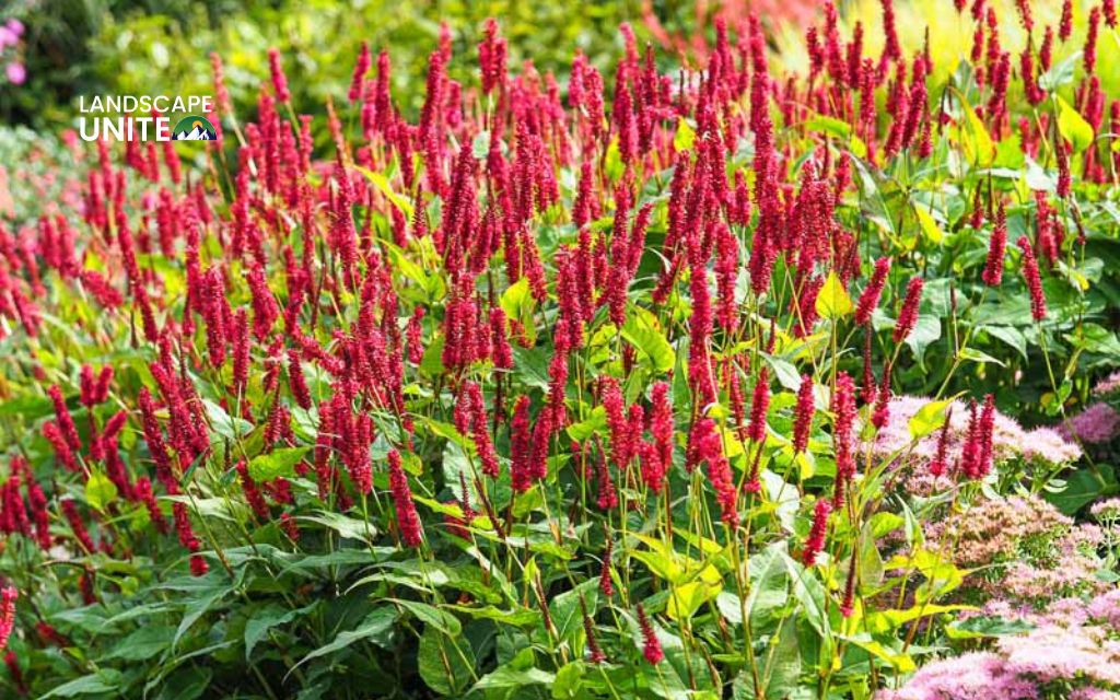 2. Firetail fleece (Persicaria amplexicaulis 'Firetail') - Best plants for summer flower beds