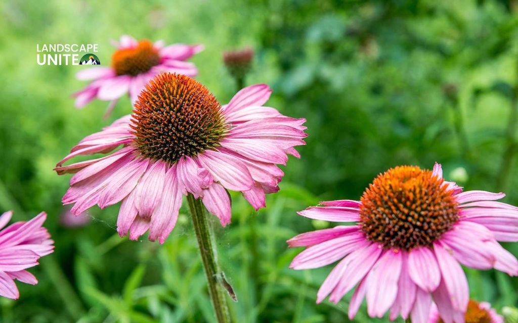 3. coneflower (Echinacea purpurea) - Best plants for summer flower beds