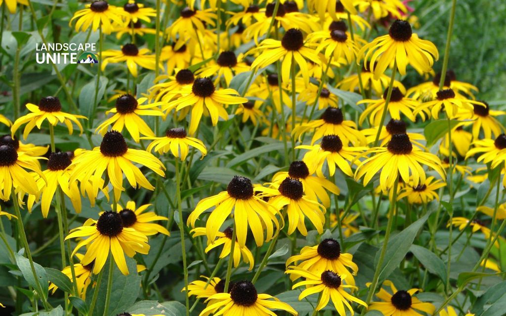 4. black-eyed Susan (Rudbeckia maxima or Rudbeckia fulgida) - Best plants for summer flower beds