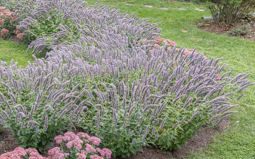 5. giant hyssop (Agastache 'Blue Fortune') - Best plants for summer flower beds