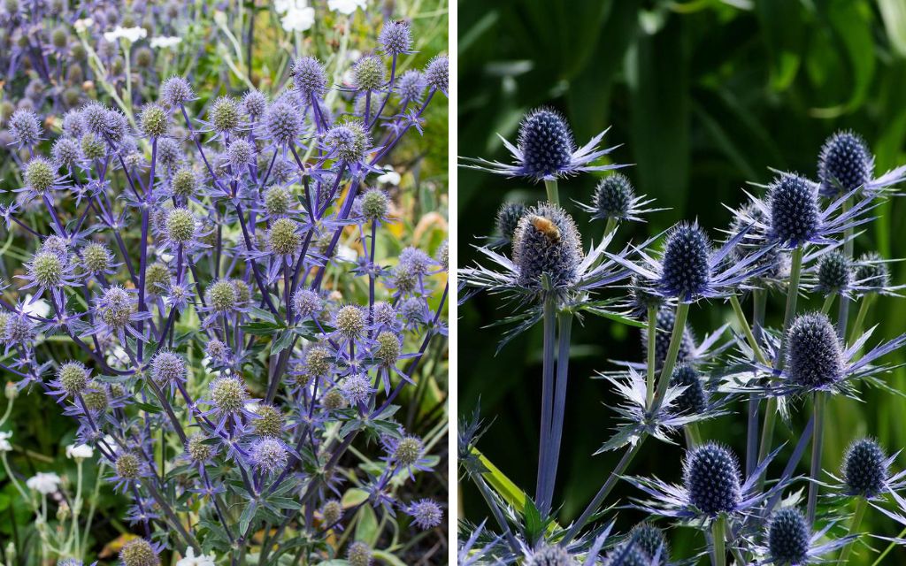 6. sea holly (Eryngium 'Sapphire Blue') - Best plants for summer flower beds