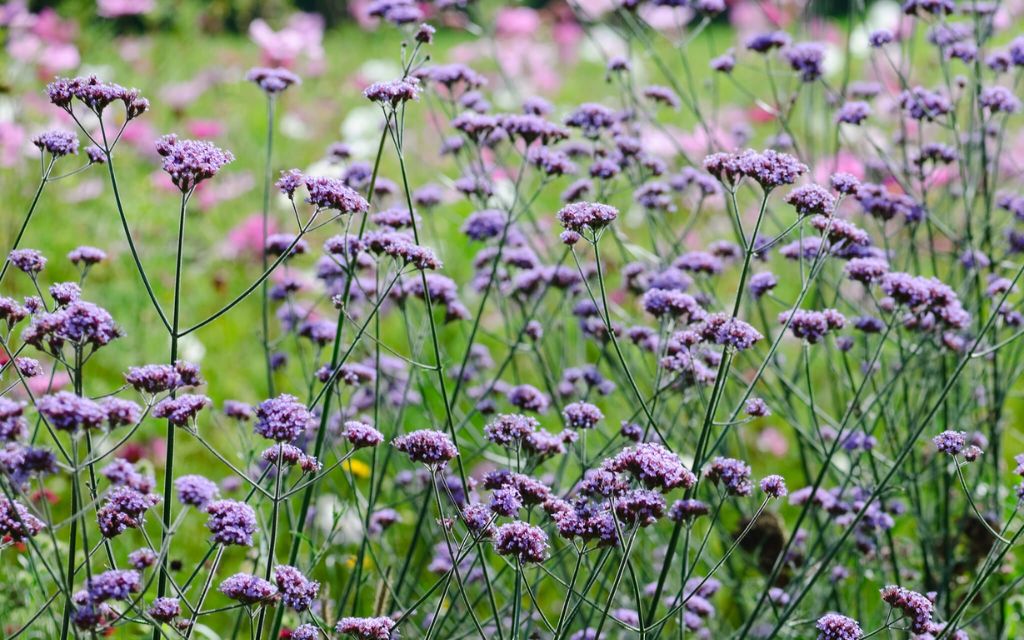 7. tall verbena (Verbena bonariensis) - Best plants for summer flower beds