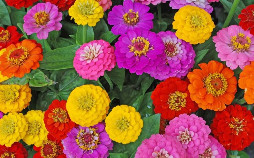 8. zinnia (Zinnia elegans) - Best plants for summer flower beds
