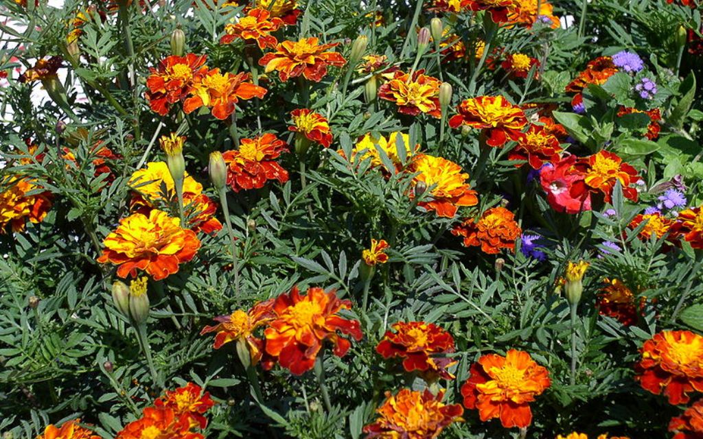 9. marigold (Tagetes spp.) - Best plants for summer flower beds