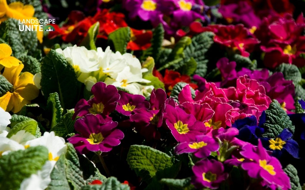 Caring for pansies for long bloom: Simple pansies care routine