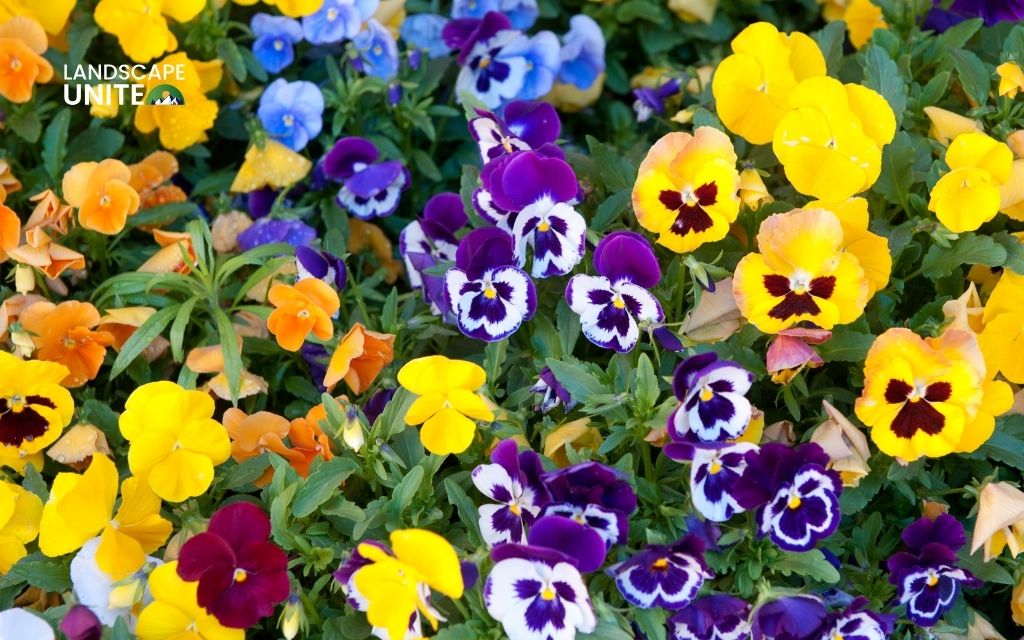 Home 4 Complete guide on When to plant pansies in year for nonstop color
