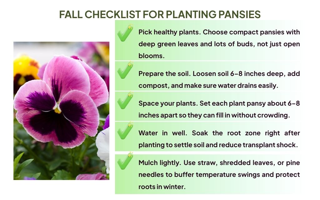 Fall checklist for planting pansies