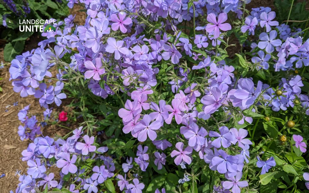 How to design a perennial flower bed that looks professional