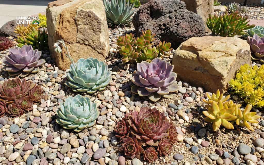 15 gorgeous flower beds with rocks that practically transform your landscape 13 Succulent bed with pebbles
