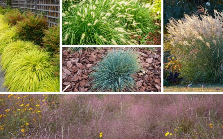Top 10 Ornamental grasses for flower beds made yours 5-Star