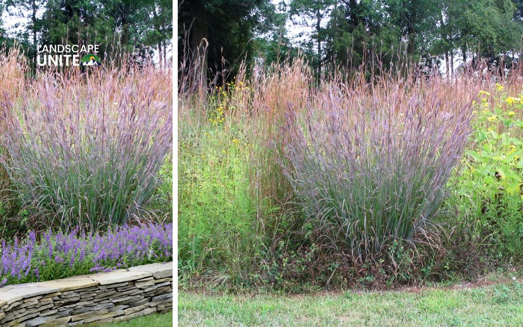 Top 10 Ornamental grasses for flower beds made yours 5-Star 7 Top 10 ornamental grasses for stunning flower beds: Big Bluestem
