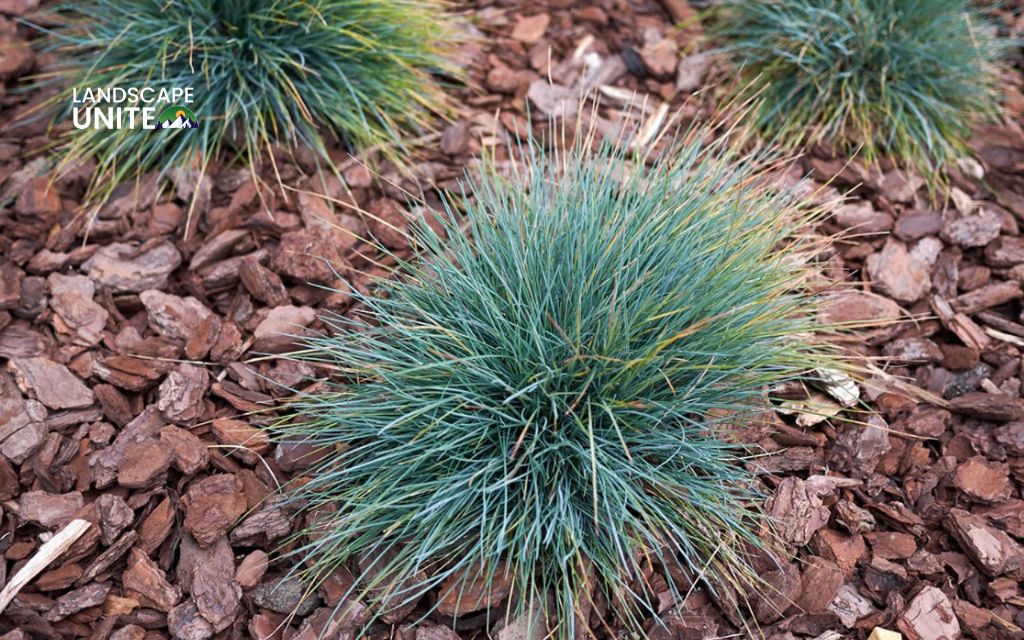 Top 10 Ornamental grasses for flower beds made yours 5-Star 2 Top 10 ornamental grasses for stunning flower beds: Blue Fescue