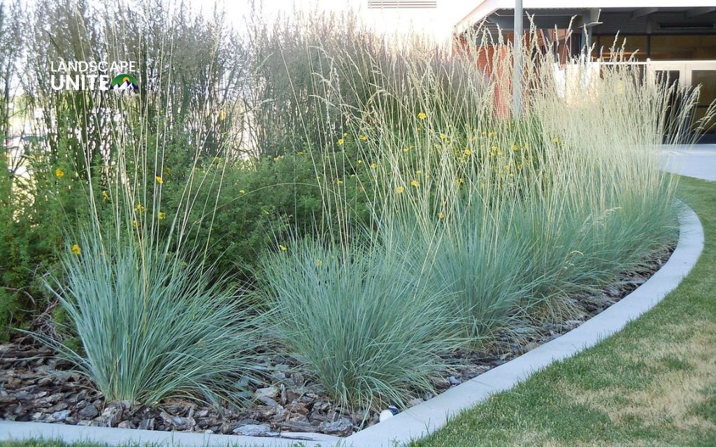 Top 10 Ornamental grasses for flower beds made yours 5-Star 9 Top 10 ornamental grasses for stunning flower beds: Blue Oat Grass