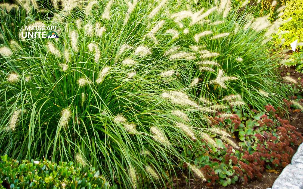 Top 10 Ornamental grasses for flower beds made yours 5-Star 3 Top 10 ornamental grasses for stunning flower beds: Fountain Grass