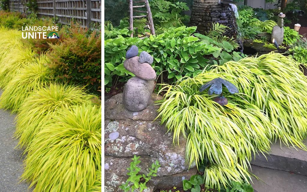 Top 10 Ornamental grasses for flower beds made yours 5-Star 6 Top 10 ornamental grasses for stunning flower beds: Japanese Forest Grass